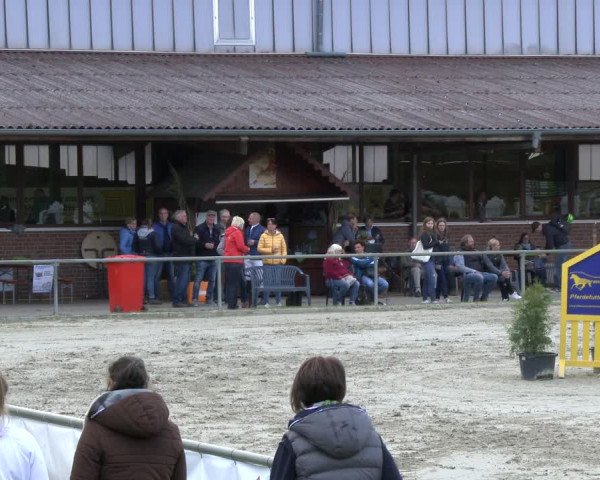 Reitturnier Appelhülsen 2019