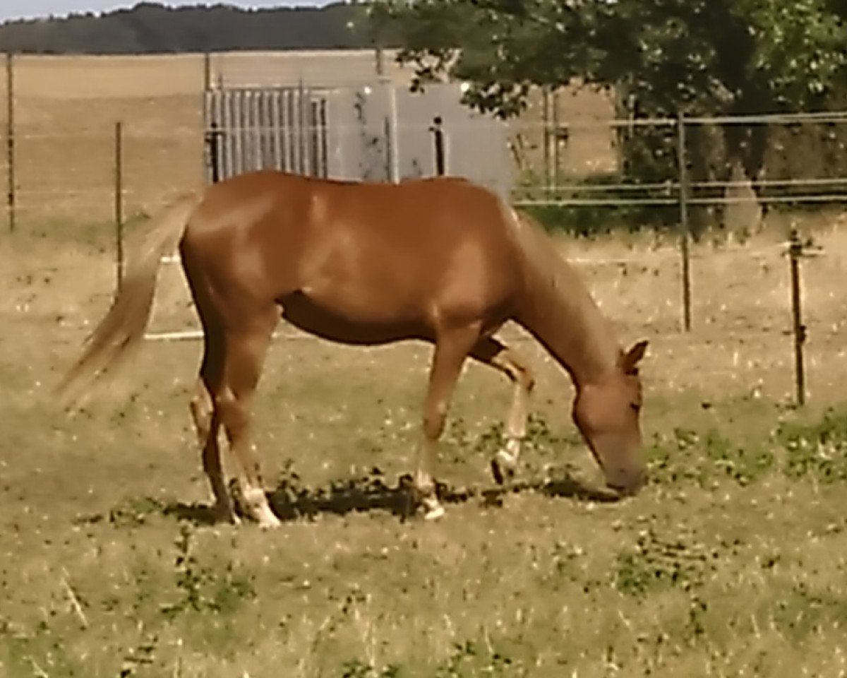 horse Samba´s Fiona (German Riding Pony, 2015, from Fiorano)