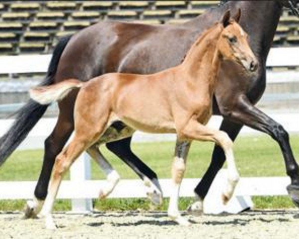 horse Fangschuss (Oldenburg, 2016, from For Romance I)
