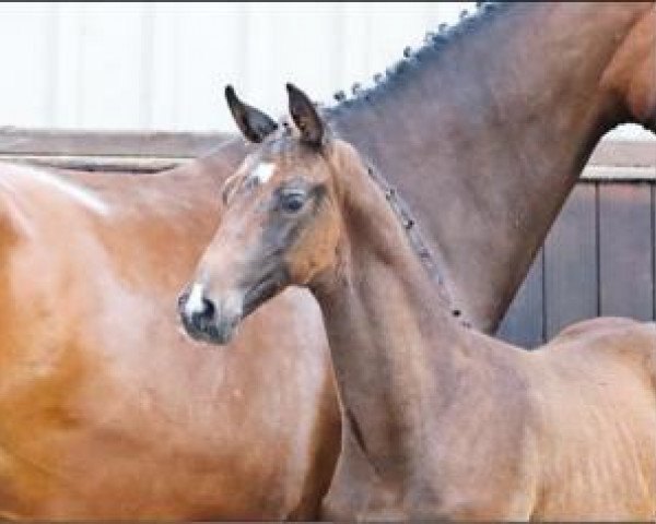 horse Favorias (Oldenburg show jumper, 2016, from Favorit Ask)
