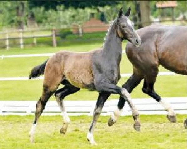 Cavallo Great Stone (Oldenburger, 2016, di Grey Flanell)