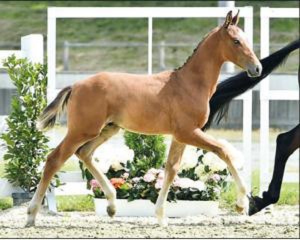 horse Casallico (Oldenburg show jumper, 2016, from Casall Ask)