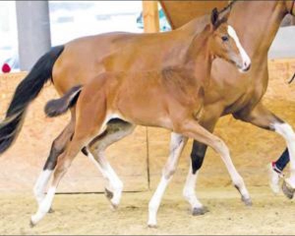 horse Chaccarina (Oldenburg show jumper, 2016, from Chacco's Son II)