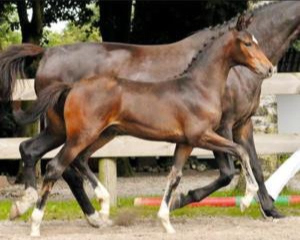 horse Cool and Easy (Oldenburg show jumper, 2016, from Cola Zero)