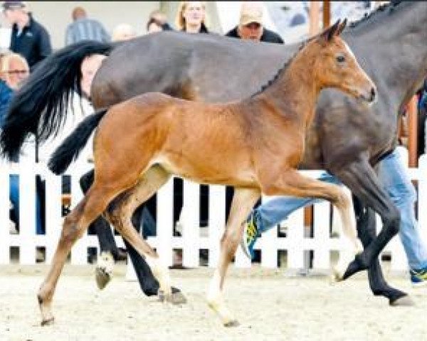 Pferd Chronicle (Oldenburger Springpferd, 2016, von Casino Grande)