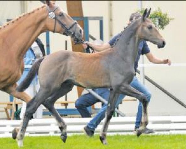 horse Charlie (Oldenburg show jumper, 2016, from Chacoon Blue)