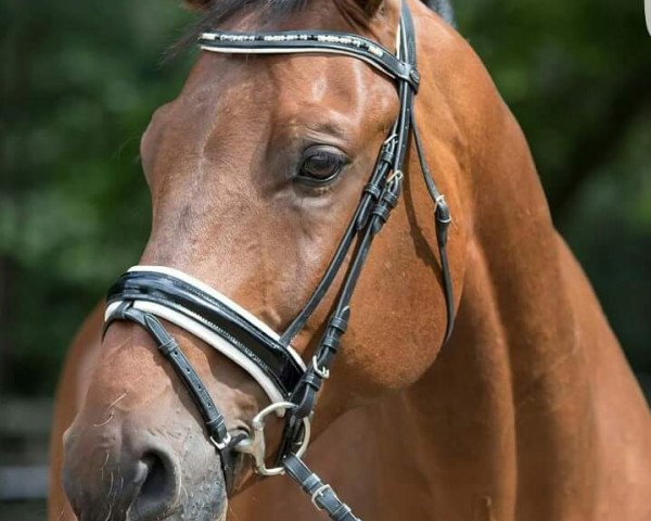 eventing horse Clinton's Dreamer (Oldenburg show jumper, 2009, from Clinton)