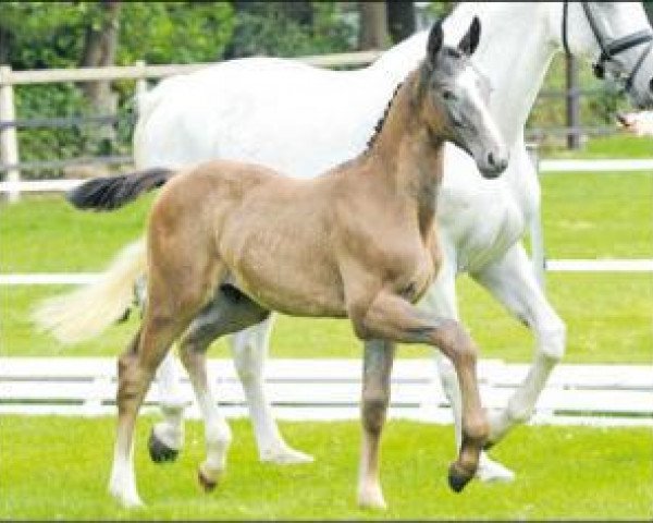 Pferd Balaton (Oldenburger Springpferd, 2016, von Balou du Rouet)