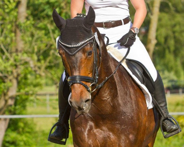 Jument d'élevage Fenia 29 (Oldenbourg, 2003, de Harmony's Baroncelli)