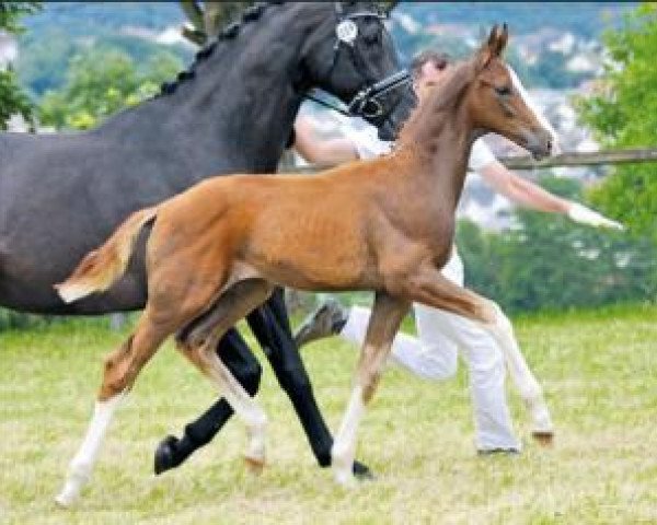 horse Bon Amour (Oldenburg, 2016, from Callaho's Benicio)