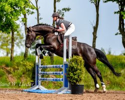jumper Cadego (Holsteiner, 2010, from Connor 48)