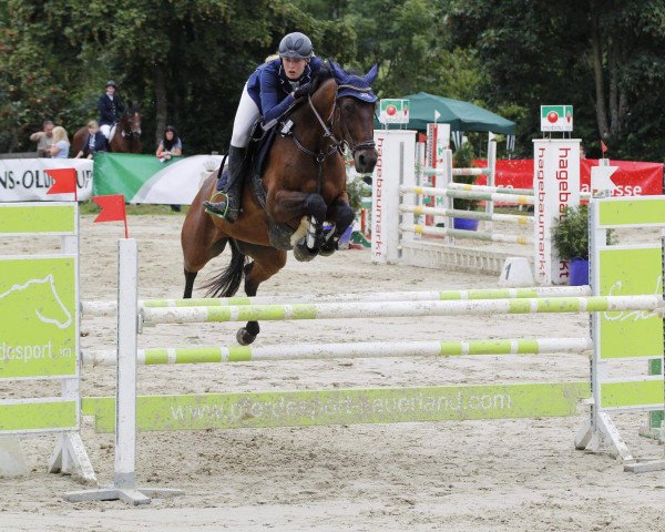 Springpferd Ombre 12 (Pinto/Kleines Reitpferd, 2000, von Kavalier)