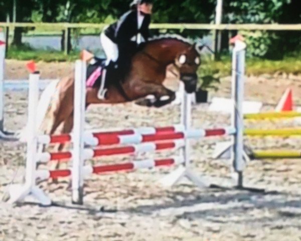 jumper Bambam (4,69% ox) (Haflinger, 2010, from Niagara (4,69% ox))