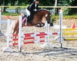 jumper Bambam (4,69% ox) (Haflinger, 2010, from Niagara (4,69% ox))