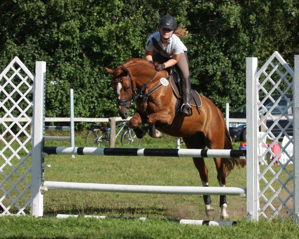jumper Steendieks Golden Champ (German Riding Pony, 2008, from Golden Thunder)