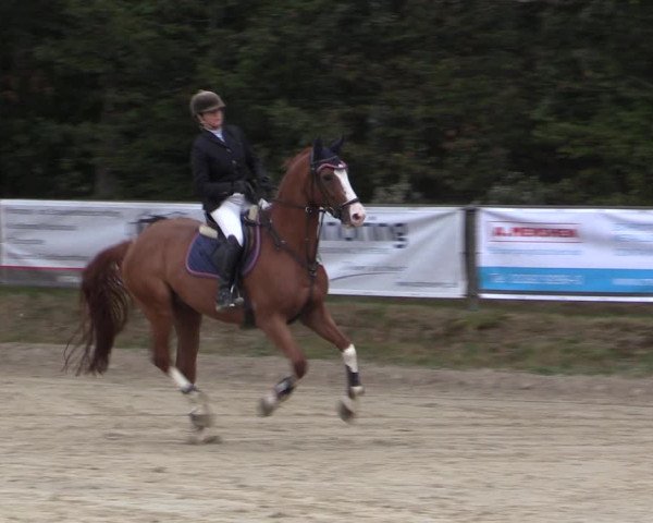 Reitturnier Meinerzhagen 2019
