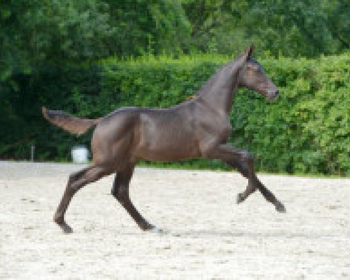 Pferd Django Unchained Z (Zangersheide Reitpferd, 2016, von Dominator 2000 Z)