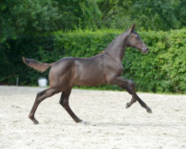 Pferd Django Unchained Z (Zangersheide Reitpferd, 2016, von Dominator 2000 Z)