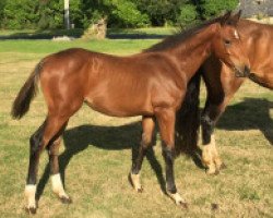 jumper Chic Olympique de Kreisker Z Imperio Egipicio (Zangersheide riding horse, 2016, from Cornet Obolensky)