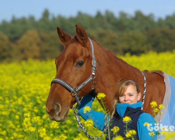 horse It's Curt (Holsteiner, 1990, from Corrado I)