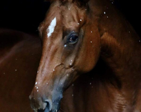 dressage horse Rinafleur (Westphalian, 2004, from Royaldik)