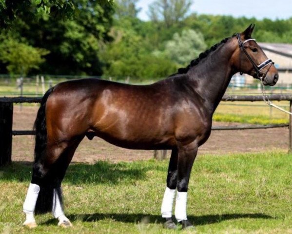 dressage horse San Gasparo (Oldenburg, 2011, from Sungold 2)
