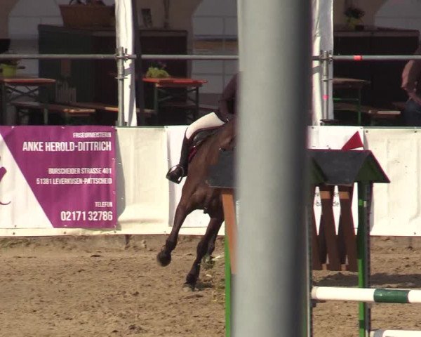 Reitturnier Leichlingen-Witzhelden 2019