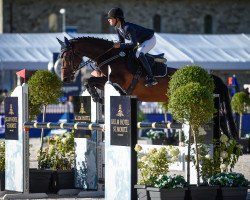 jumper Candora 4 (Holsteiner, 2010, from Contender)