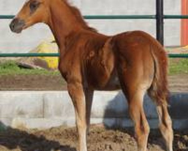 horse Halite MD (Oldenburg, 2014, from Danciano)