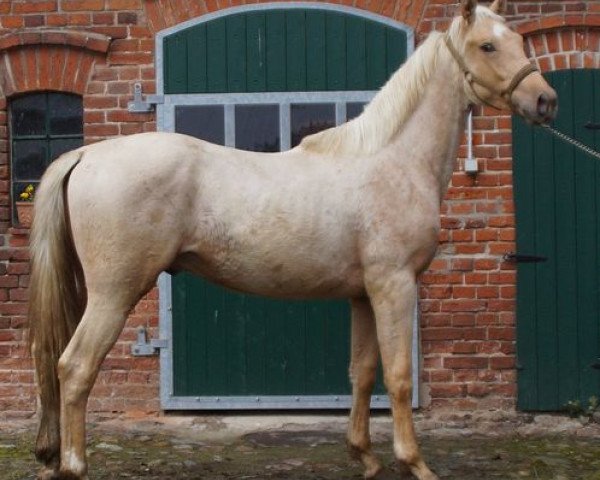 dressage horse Quarzit MD (Oldenburg, 2014, from Quaterback) dressage horse Quarzit MD (Oldenburg, 2014, from Quaterback)