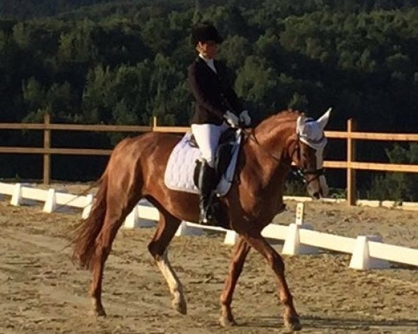 Cavallo da salto Flying Sunset (Hannoveriano, 2012, di Fürst Nymphenburg)