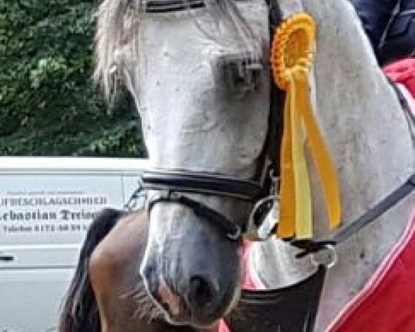 Springpferd Levano 13 (Deutsches Sportpferd, 2009, von Levistano) Springpferd Levano 13 (Deutsches Sportpferd, 2009, von Levistano)