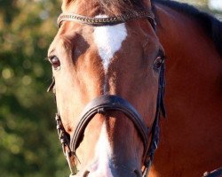 Springpferd Albert 79 (Württemberger, 2003, von Araconit)