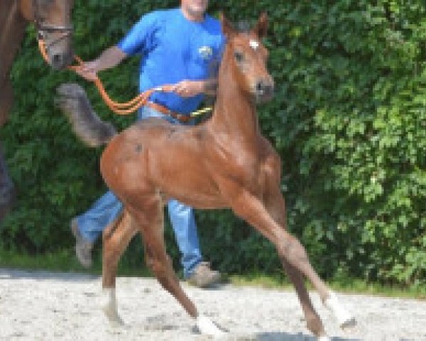 horse Comme Cati Z (Zangersheide riding horse, 2016, from Cicero Z van Paemel)
