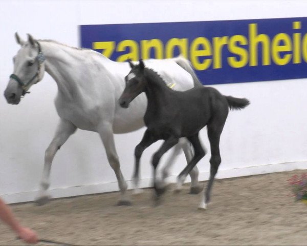 Zuchtstute T-Carina (Holsteiner, 2001, von Calippo)