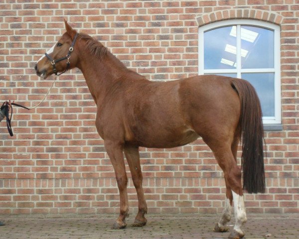 broodmare Alanda K (KWPN (Royal Dutch Sporthorse), 2005, from Taloubet Z)