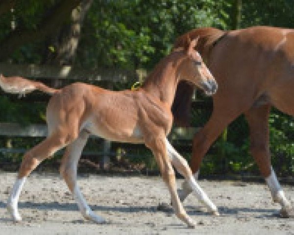Springpferd Baloubetta van de Eijkhof Z (Zangersheide Reitpferd, 2016, von Baloubet du Rouet)