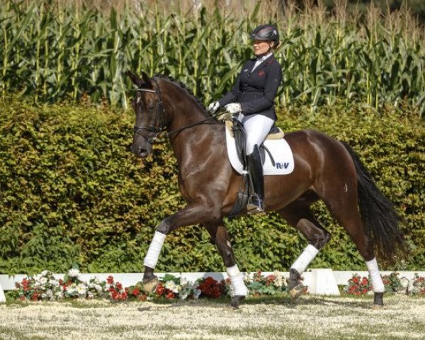 Dressurpferd Djourou (Westfale, 2013, von Damon Hill)