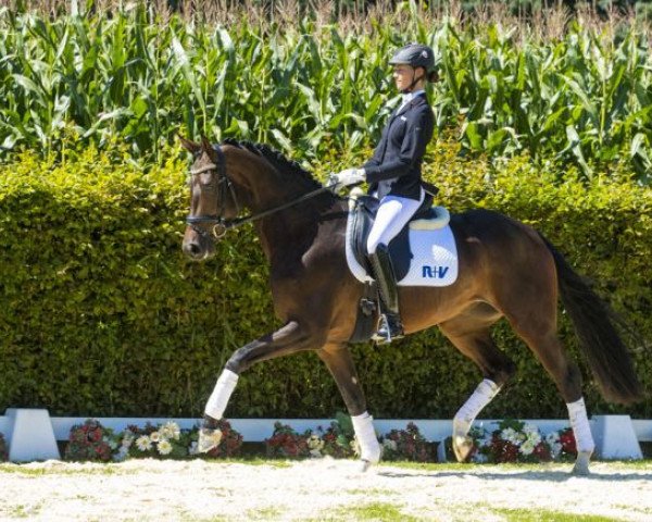 horse Franzis (Westphalian, 2013, from Franziskus FRH)