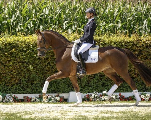 broodmare Stella 1083 (Westphalian, 2013, from Sir Heinrich OLD)