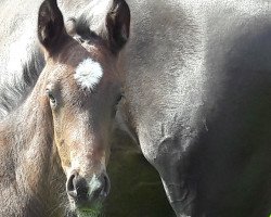 stallion Fürst Carrano S (Westphalian, 2016, from Fürst Larino)