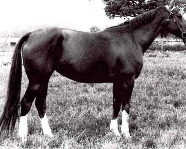 broodmare Disciplin I (German Warmblood, 1972, from Druse)