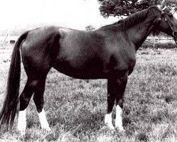 broodmare Disciplin I (German Warmblood, 1972, from Druse)
