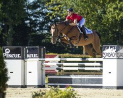 jumper Cora (Westphalian, 2011, from Caretello B)
