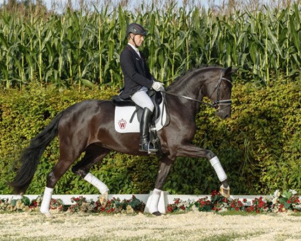 dressage horse Florentina S 3 (Westphalian, 2013, from For Romance I) dressage horse Florentina S 3 (Westphalian, 2013, from For Romance I)