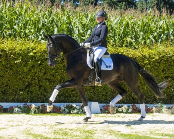 Pferd Four Seasons (Westfale, 2013, von For Romance I)