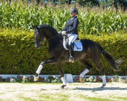 horse Four Seasons (Westphalian, 2013, from For Romance I)