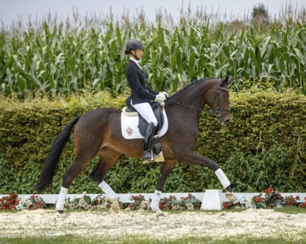 Pferd Rihanna (Westfale, 2013, von Rock Forever NRW)