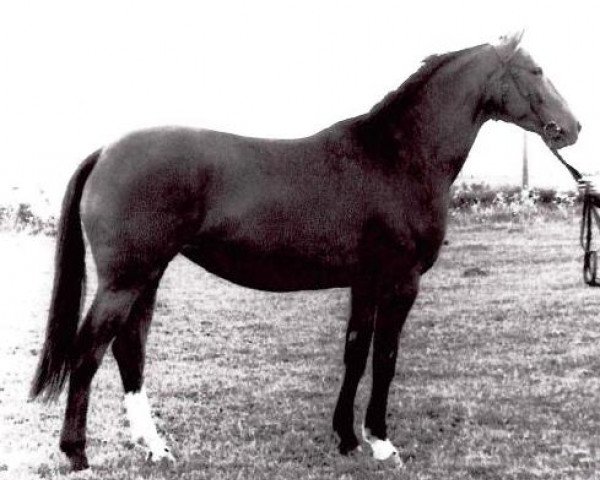 Zuchtstute Altmark II (Sachsen-Anhaltiner, 1986, von Adamo I)