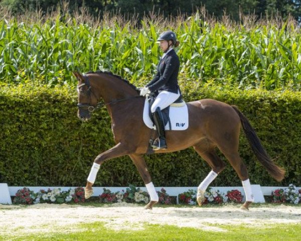 horse Be my Lady (Westphalian, 2013, from Bretton Woods)